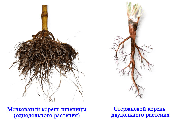 Сложная корневая система. Корневая система однодольных растений. Корневая система ржи. У двудольных стержневая корневая. Однодольная корневая.