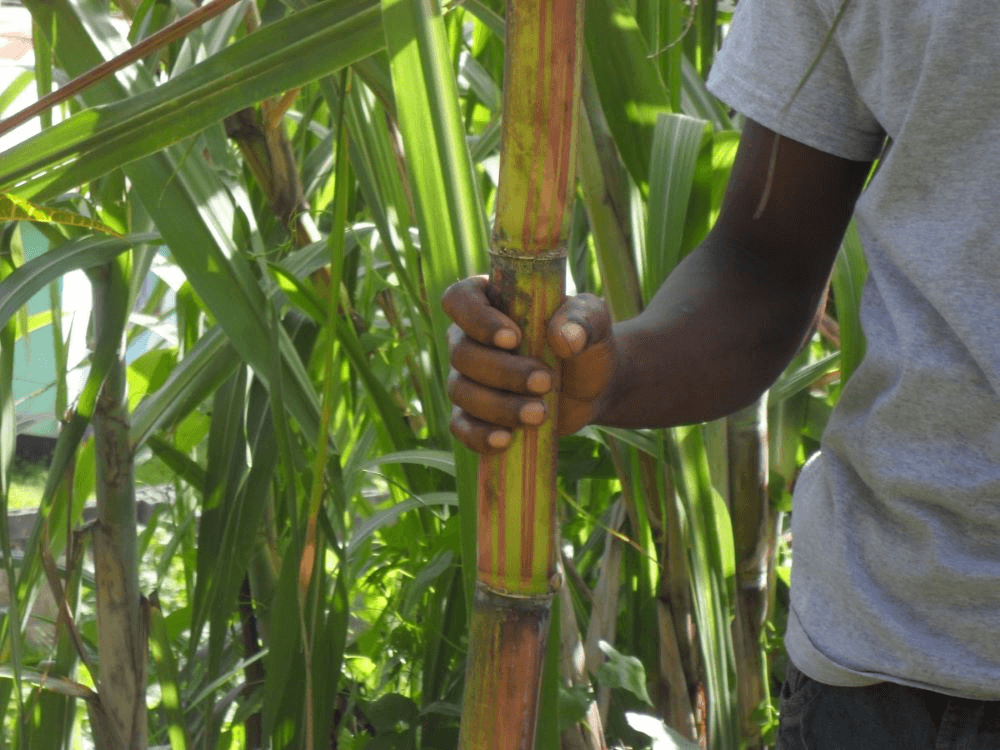 sugar-cane-a-jamaican-treat.jpg