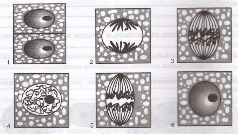 Последовательность деления клетки 5