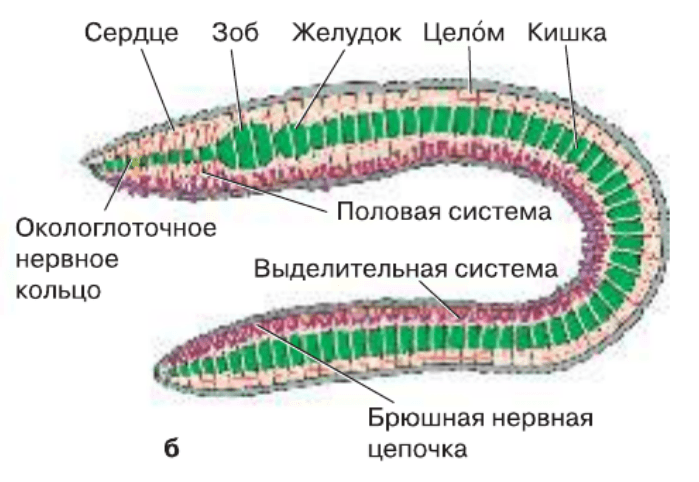 Выделение кольчатых червей